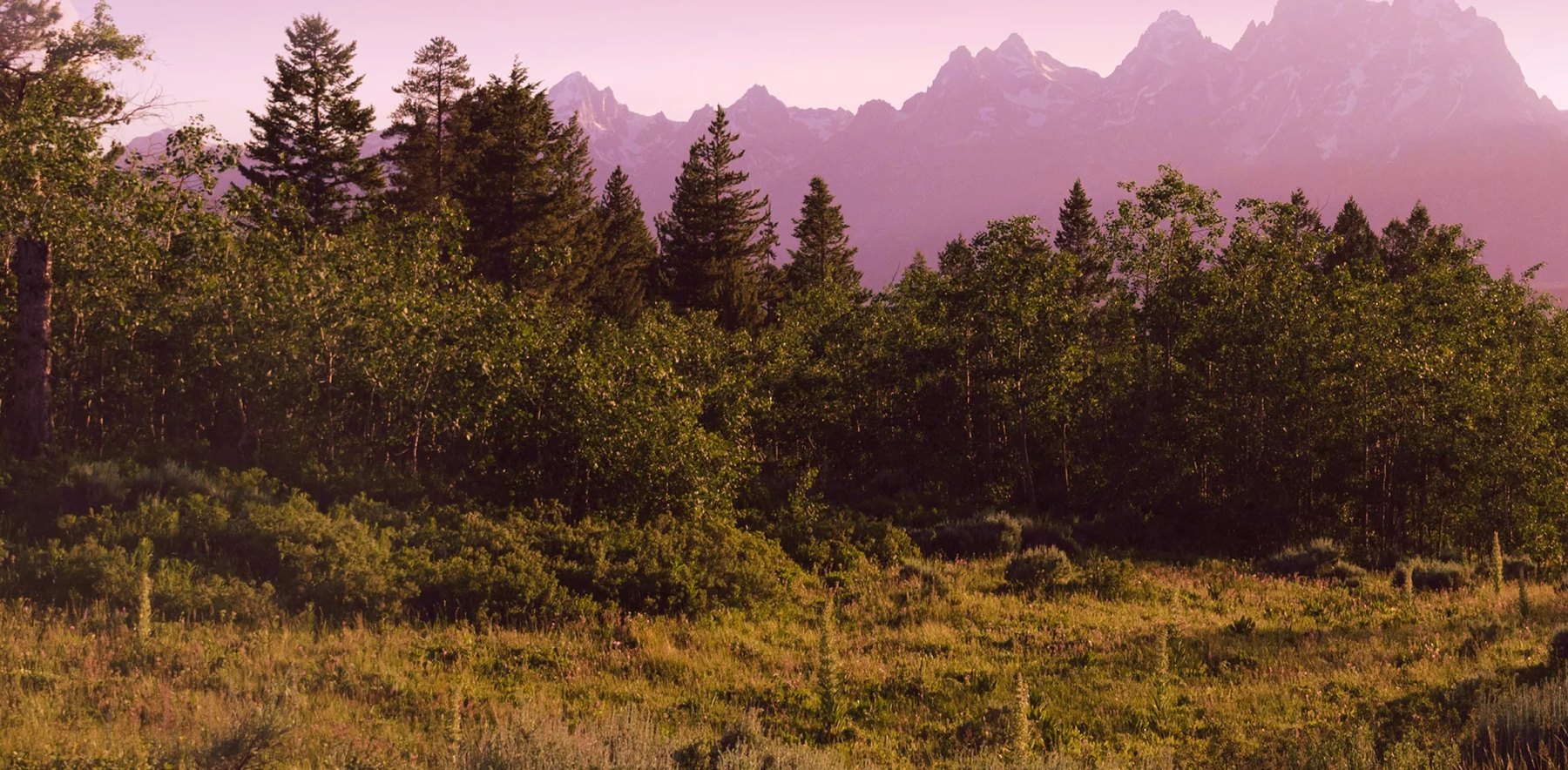 Meadow and pine trees before Teton peaks at dusk.