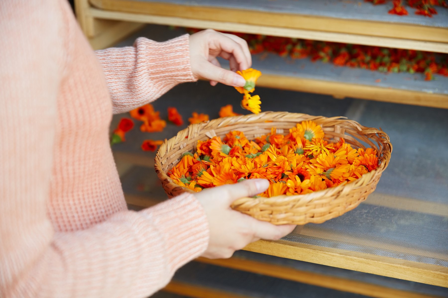 Hands gather orange calendula blooms into a wicker basket.