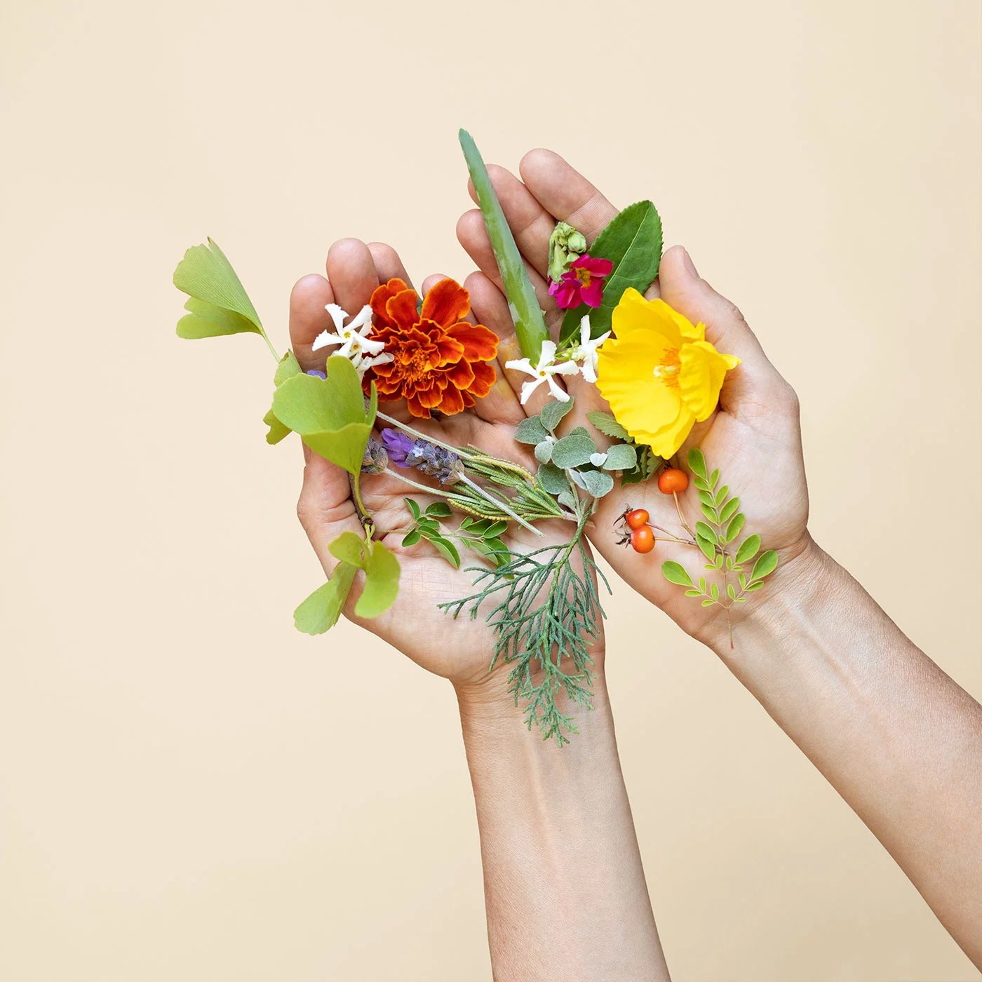 Cupped hands present colorful fresh flowers herbs and berries.